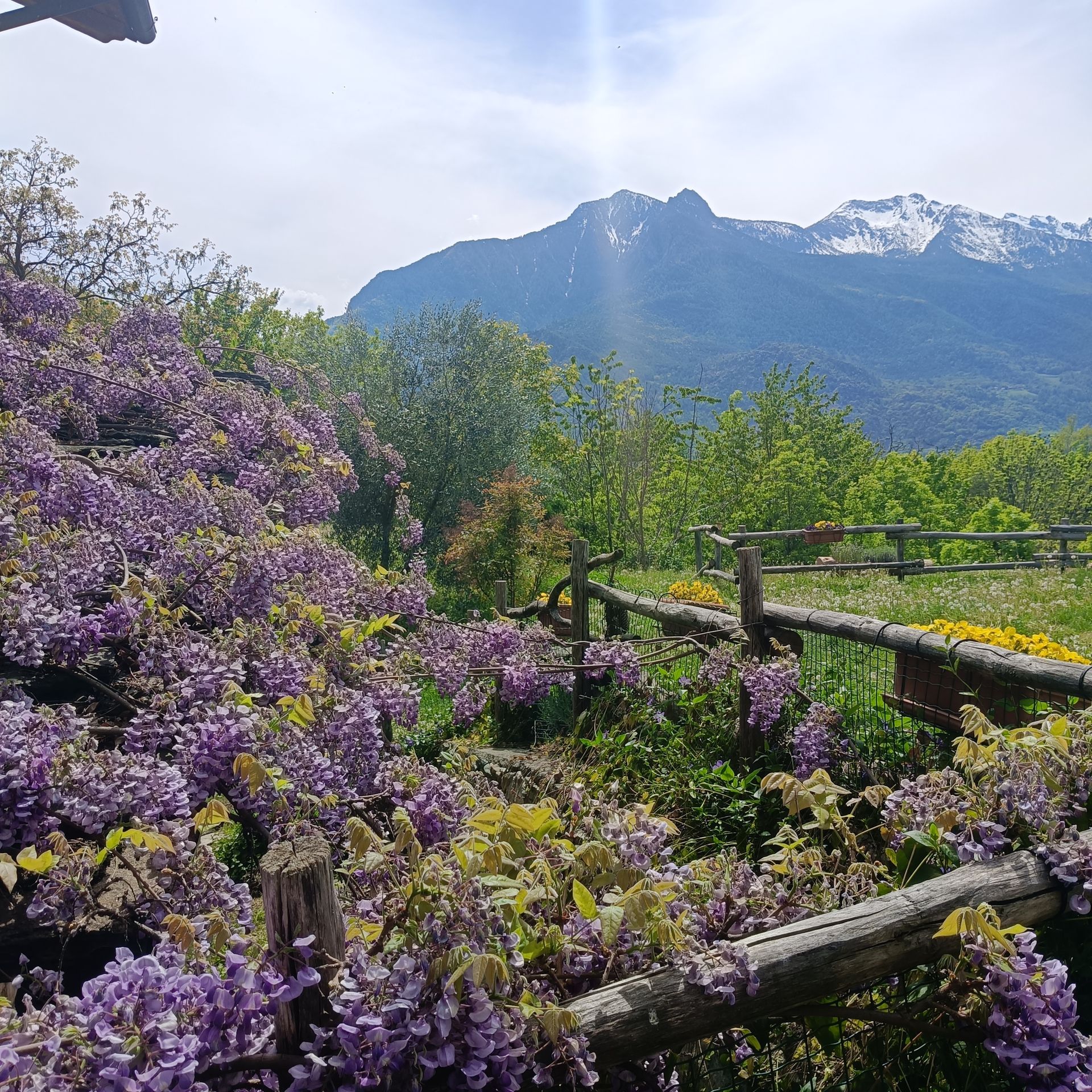 glicine in fiore a Moron con vista sulla valle Saint-Vincent