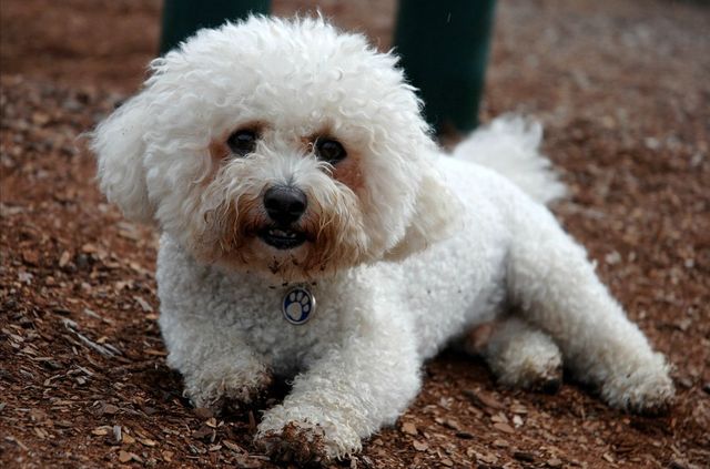 bedlington terrier tiene alergias