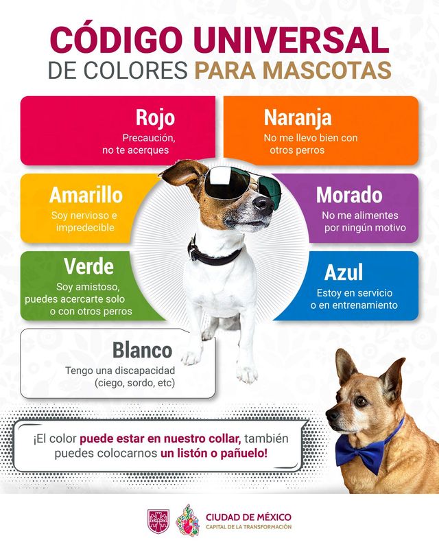 los perros conocen el sonido de tu coche