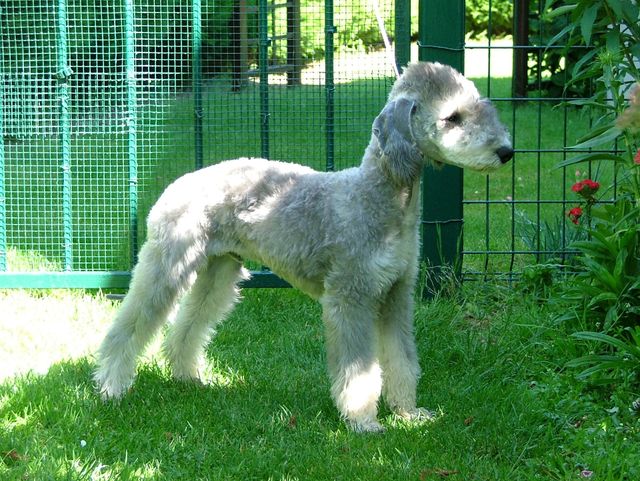 bedlington terrier tiene alergias