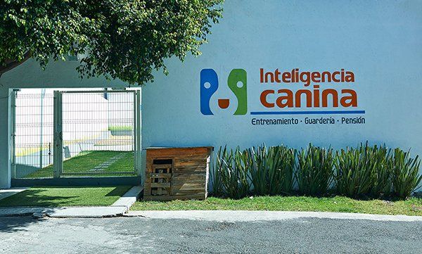 escuela de adiestramiento canino  ciudad de mexico gran sur
