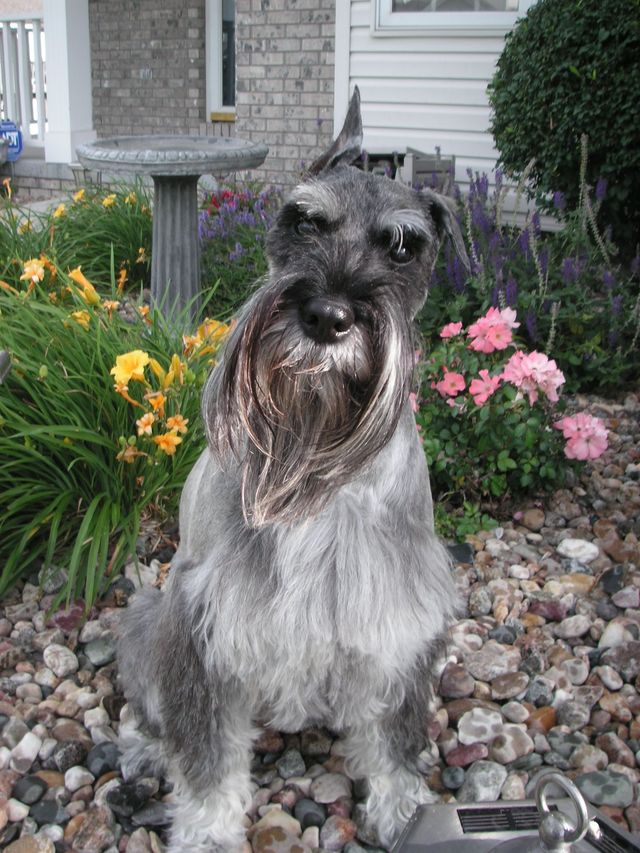 está bien recortar los bigotes de un perro