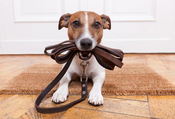 Pros y contras del adiestramiento canino a domicilio