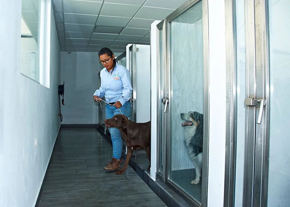 adiestramiento canino precio