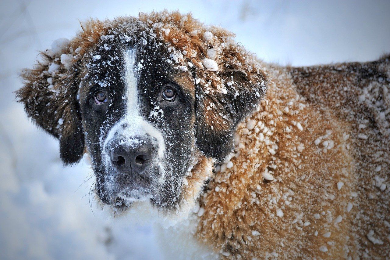 Cómo Cuidar a tu Perro en Época de Frío