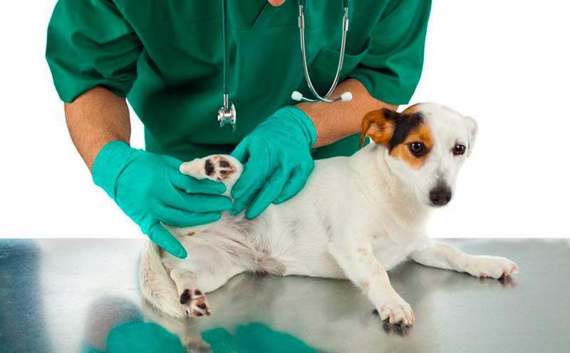 ¿Por qué esterilizar a los perros? [Beneficios]