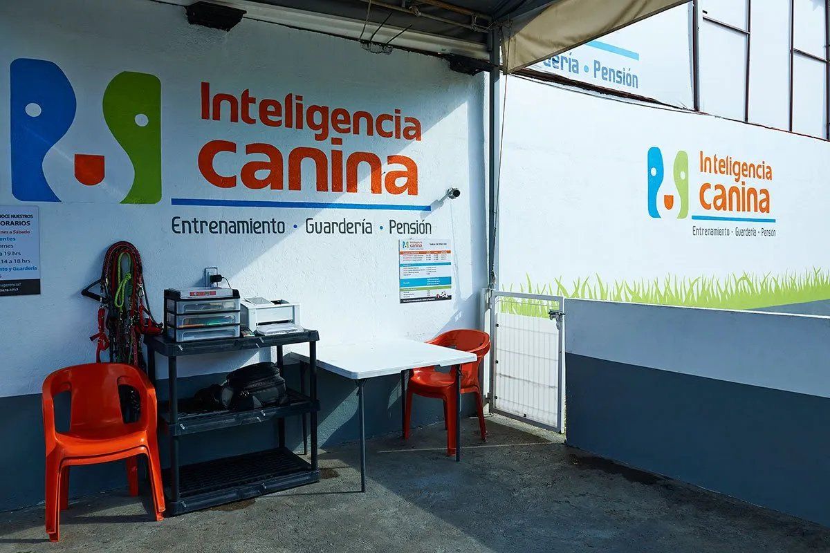 cuanto cuesta entrenar un perro