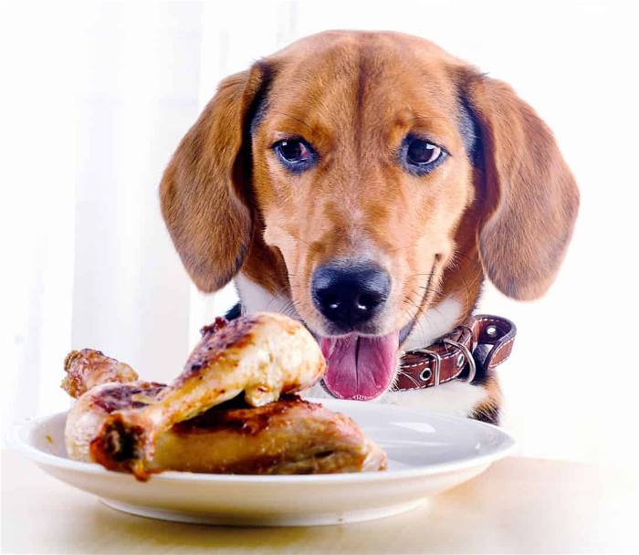 ▷ ¿Pueden los Perros Comer Pollo y es Realmente Bueno para Ellos?