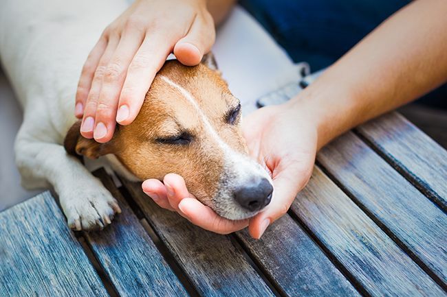 qué causa la tos de las perreras en los perros