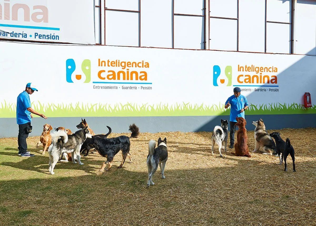 escuela de perros