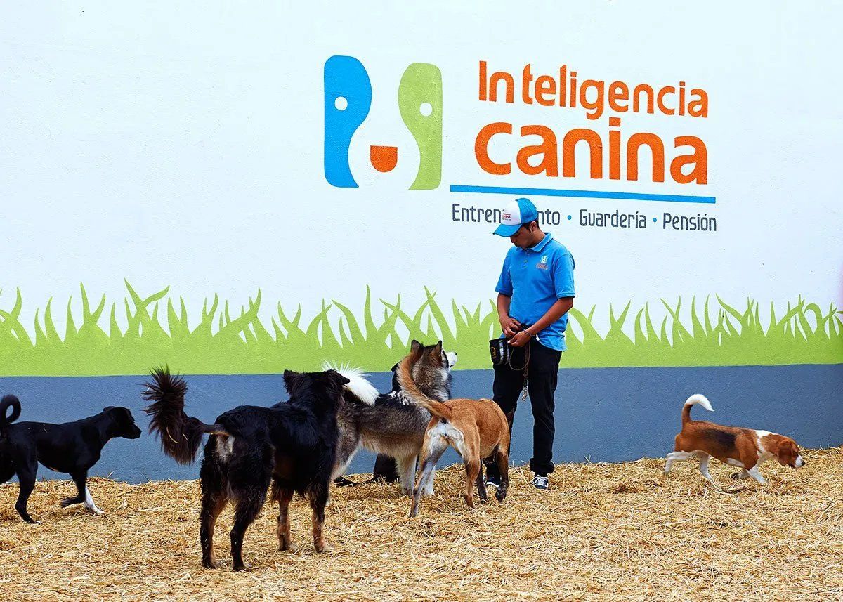 escuela para perros precios