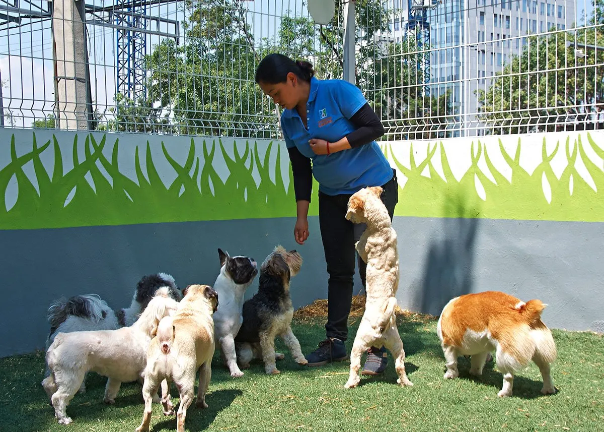 escuelas para perros en mexico