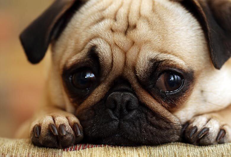 ¿Por qué lloran los perros y cuál es la solución?