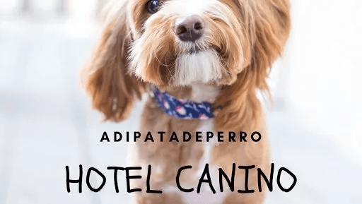 Guardería canina 20: Hotel canino y guarderia Adi Pata De Perro