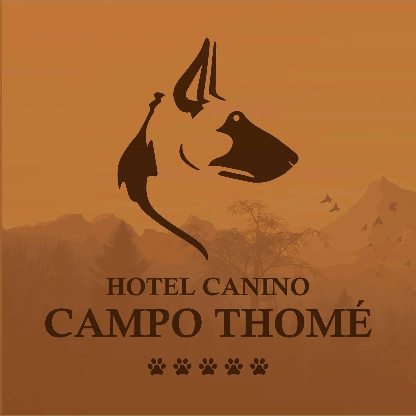 Guardería canina 10: Campo Thomé Hotel Canino