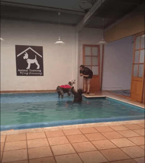 Guardería canina 7: Animal Training