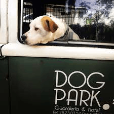 Guardería canina 16: DogPark