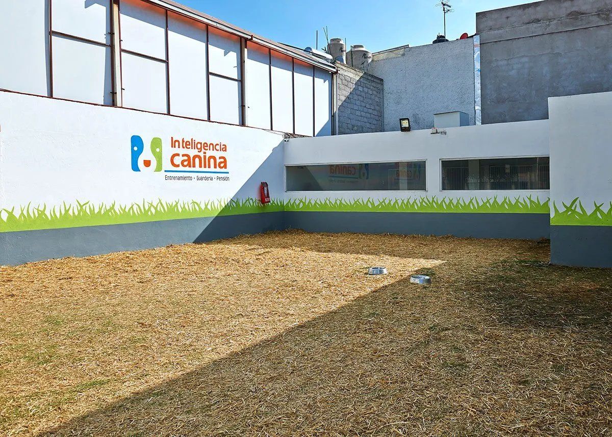 inteligencia canina