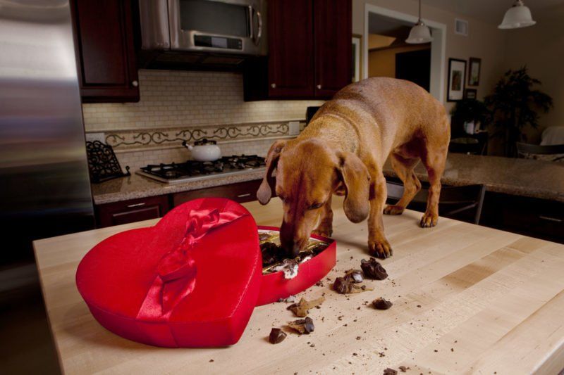 ¿Por qué es tan malo para los perros comer chocolate? [Motivos principales]