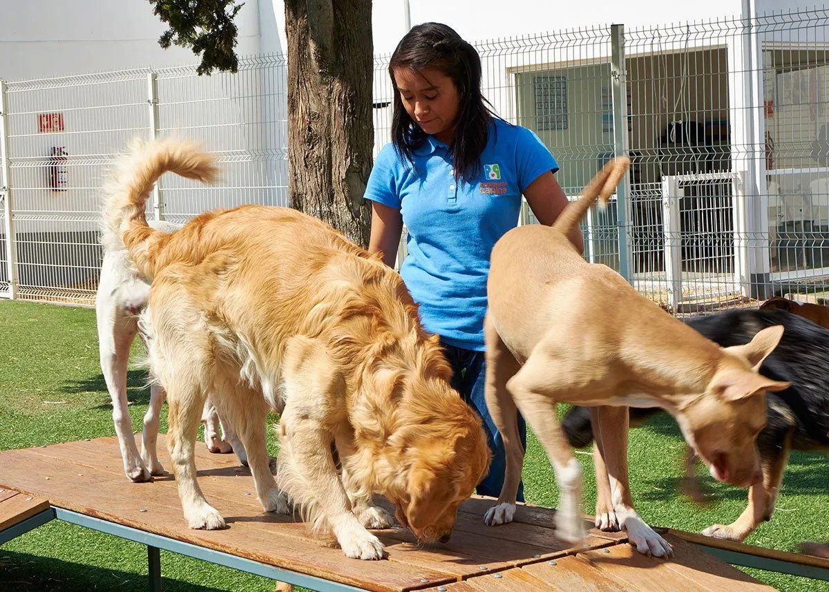 pension de perros