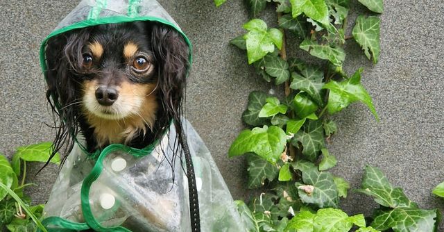 qué tan rápido aparecen los síntomas de la leptospirosis en los perros