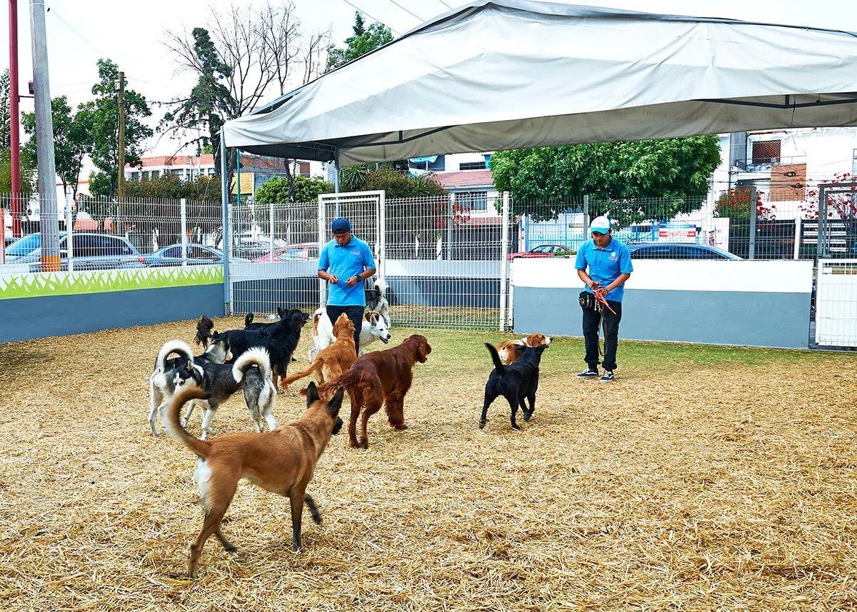 precios guarderia canina
