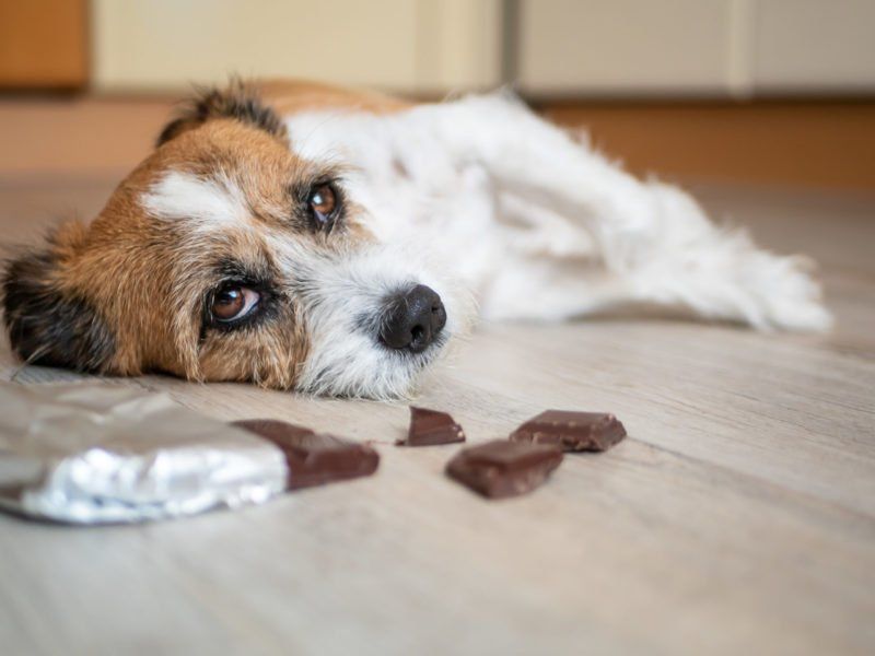 ¿Por qué es tan malo para los perros comer chocolate? [Motivos principales]