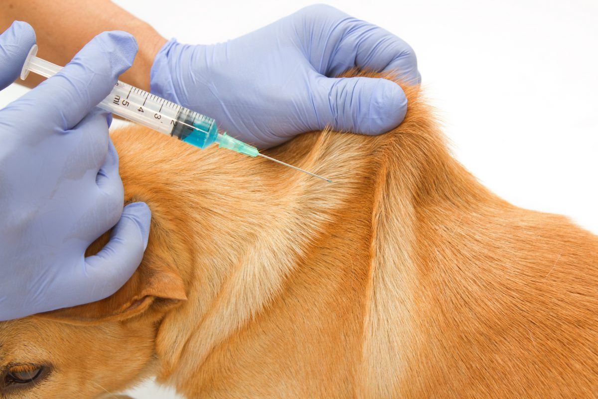 Cómo Ponerte al Corriente con las Vacunas de tu PerroCómo Ponerte al Corriente con las Vacunas de tu Perro