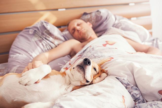 ¿Tu perro debe dormir en tu cama? [Pros y contras para dejar o no dormir a tu perro en tu cama]