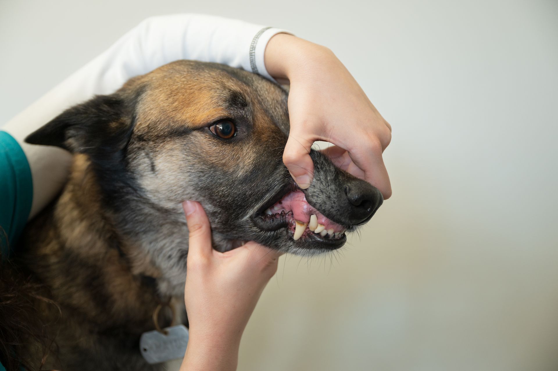 Mostrando dientes de perro