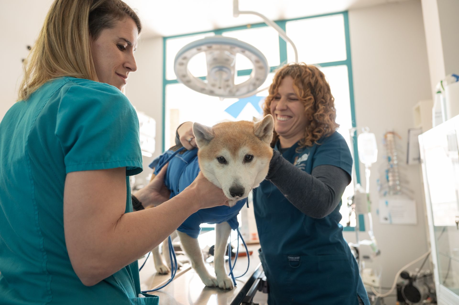Chicas sujetan perro con holter