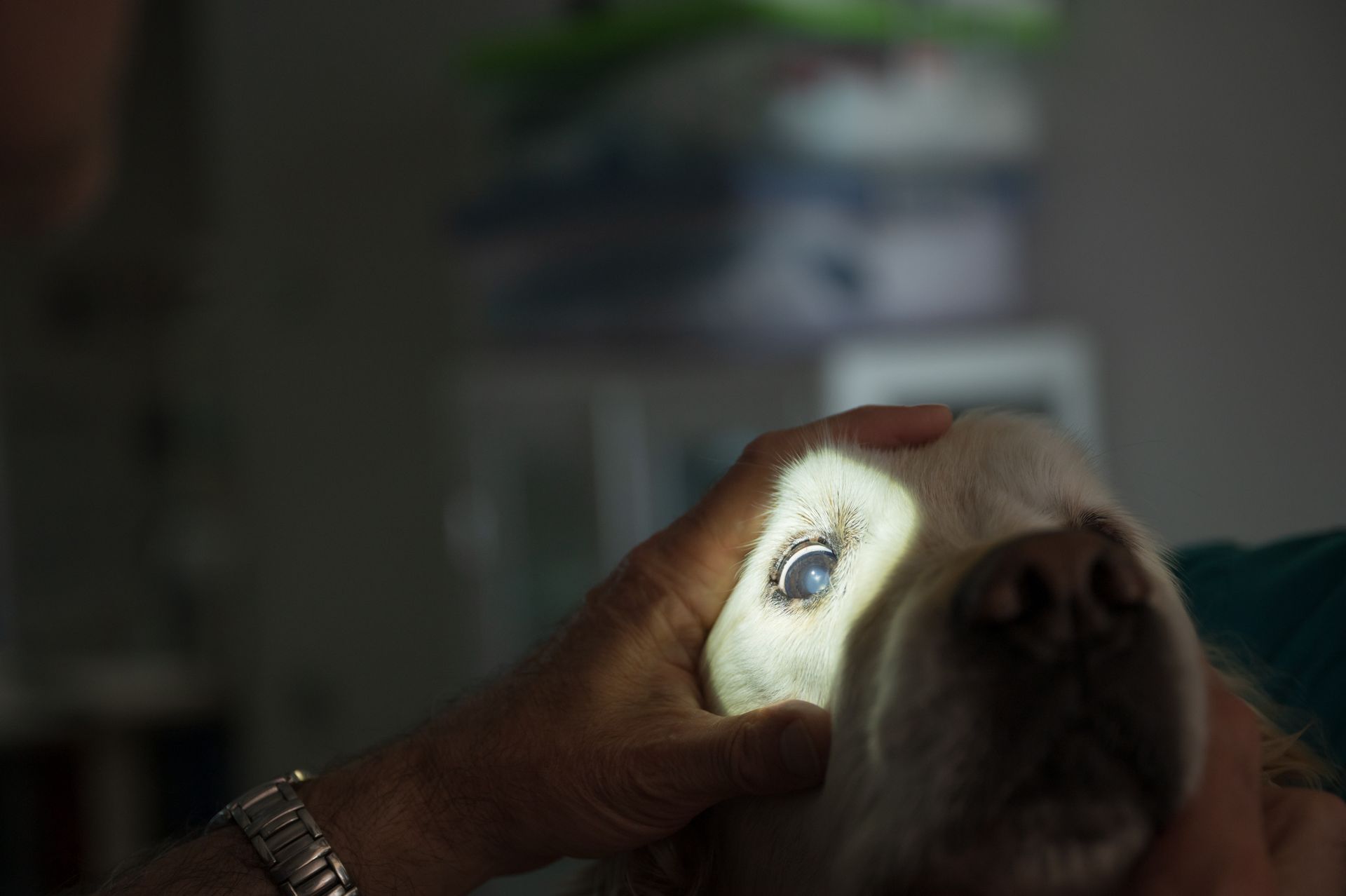 Exploración Ojo