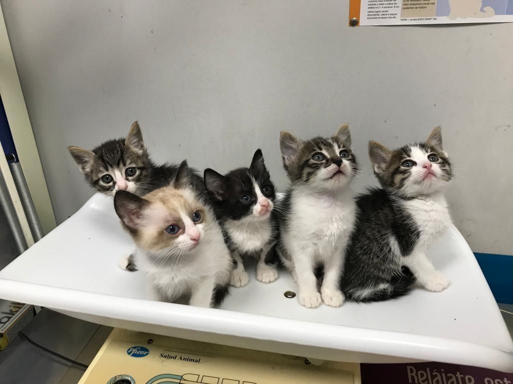 Gatitos