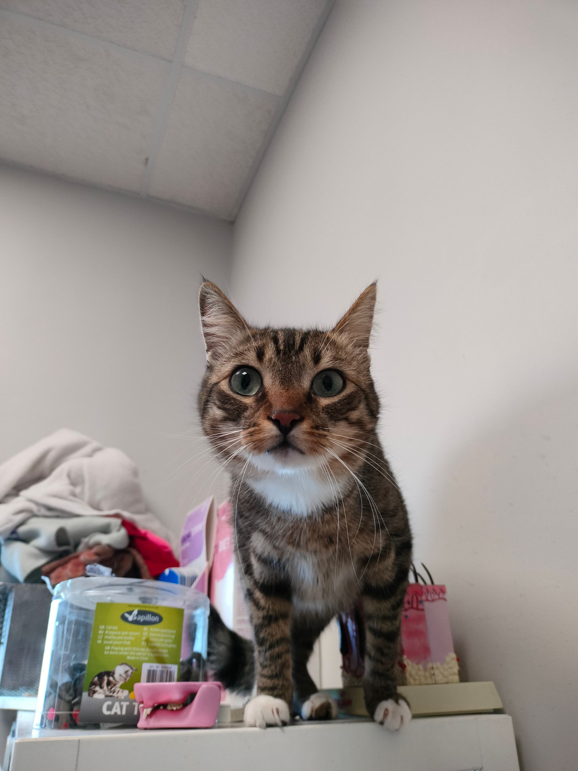 Gato Senior
