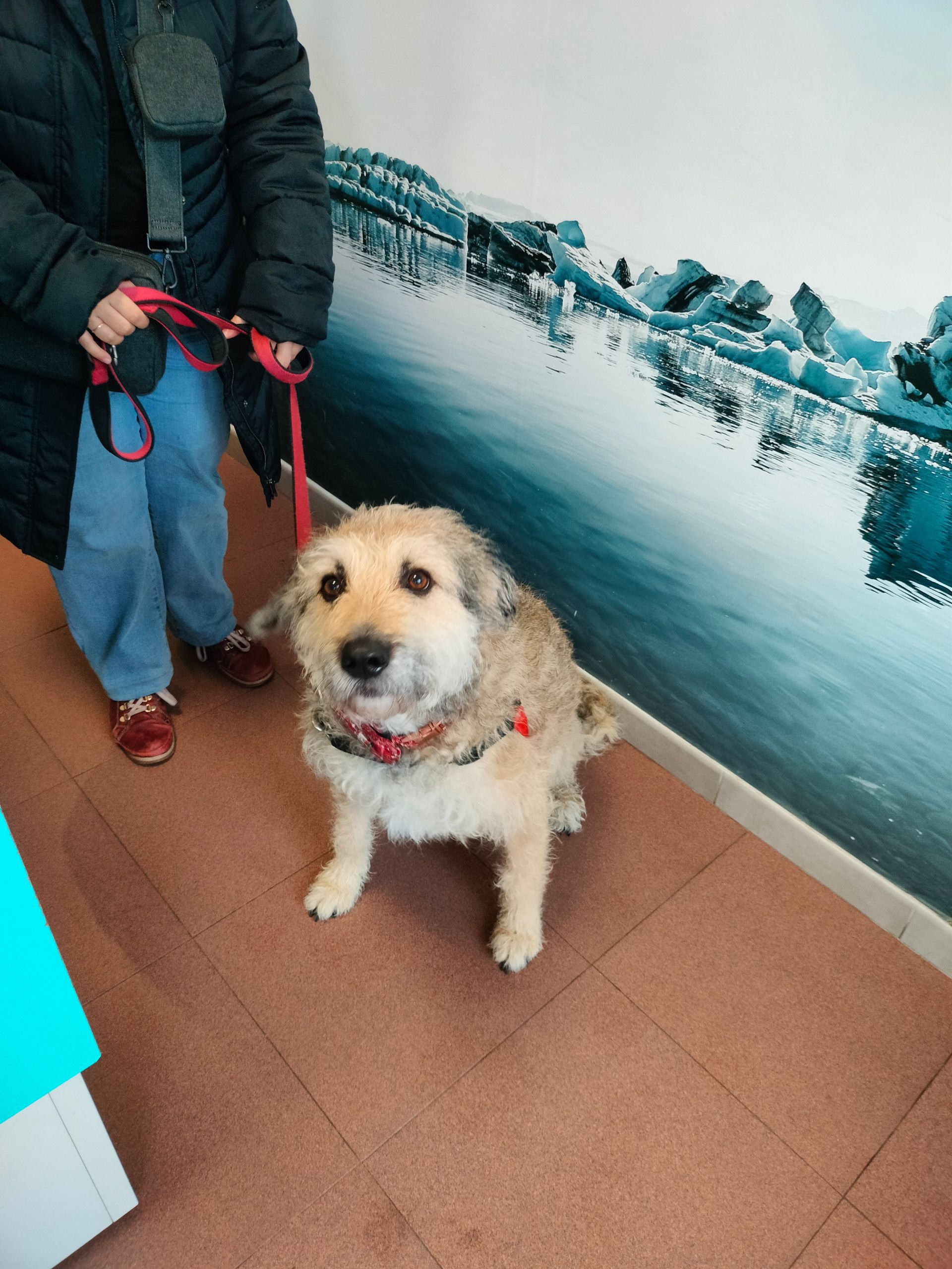 Perro Senior