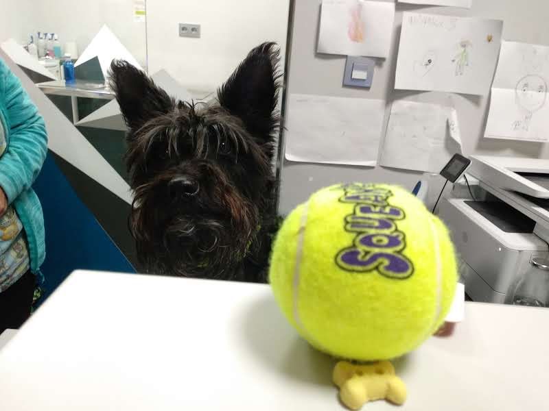Perro con Pelota