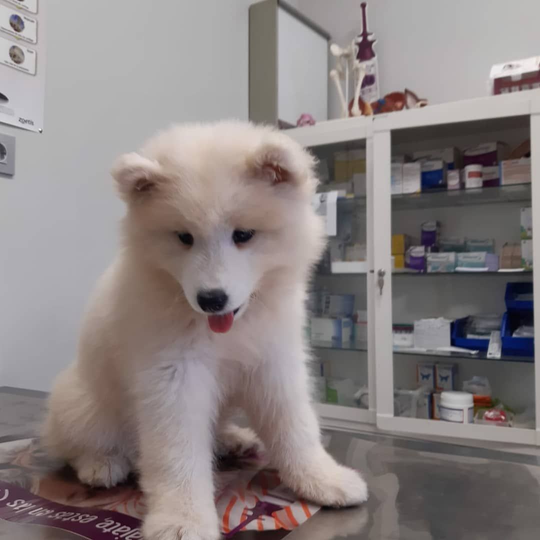 Cachorro