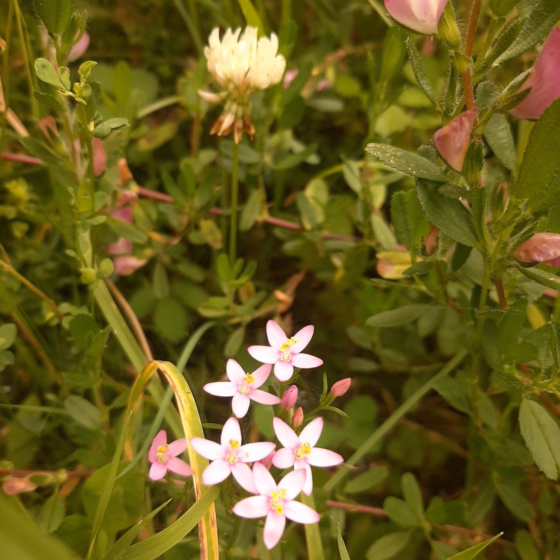 An image of wild flowers