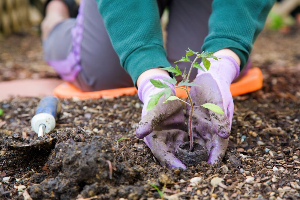 Una persona con guantes morados planta una plántula en un jardín, con una paleta y una rodillera cerca.