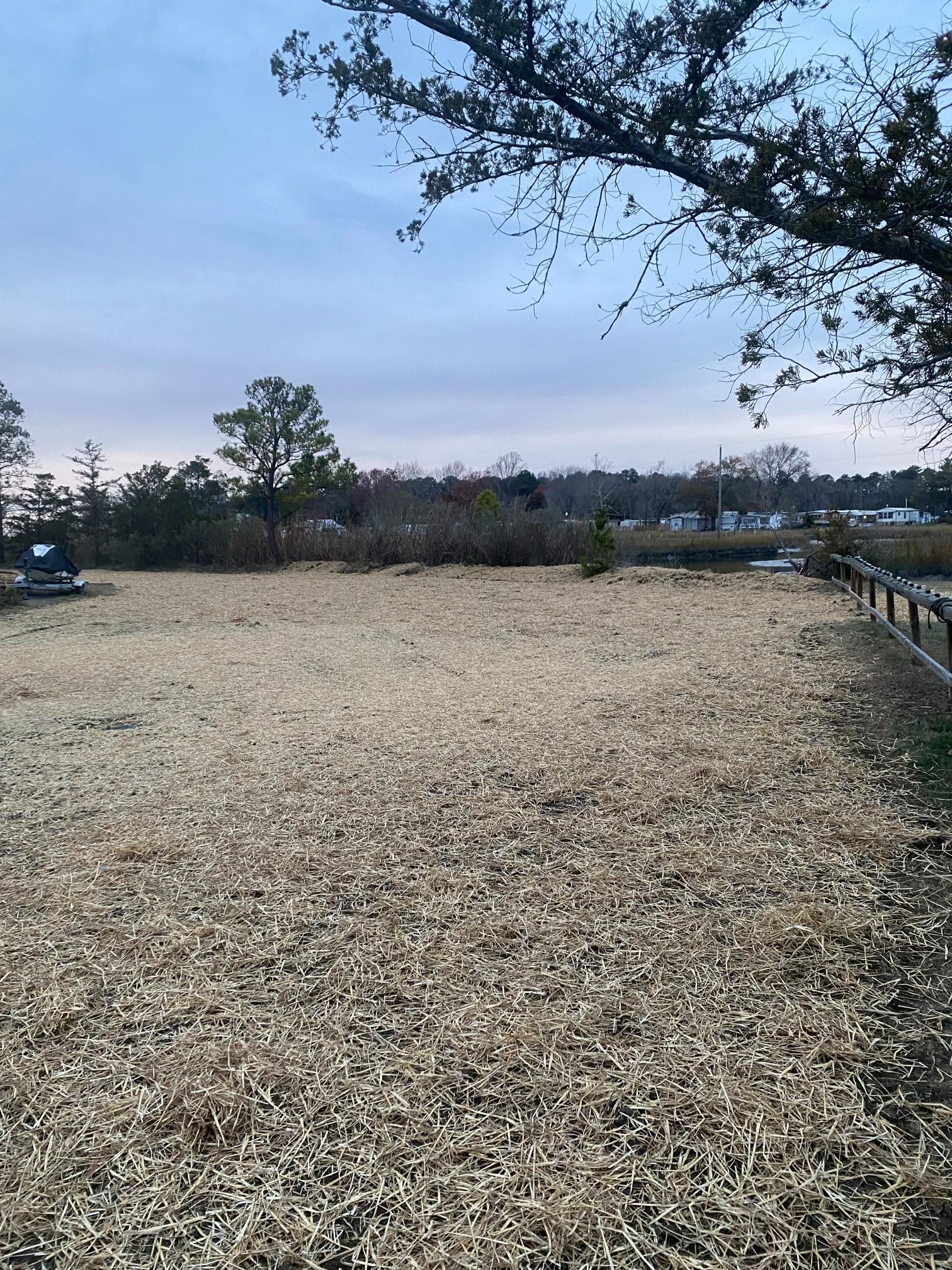 Field covered in mulch, trees in the background, blue sky.