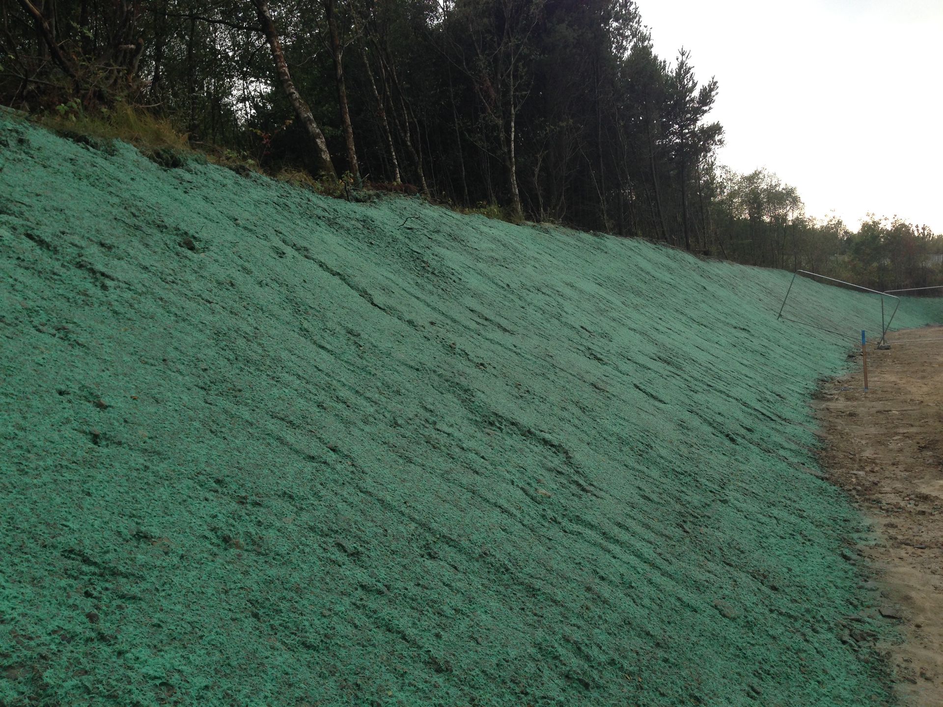 Green hydroseed on a slope, with trees in the background.