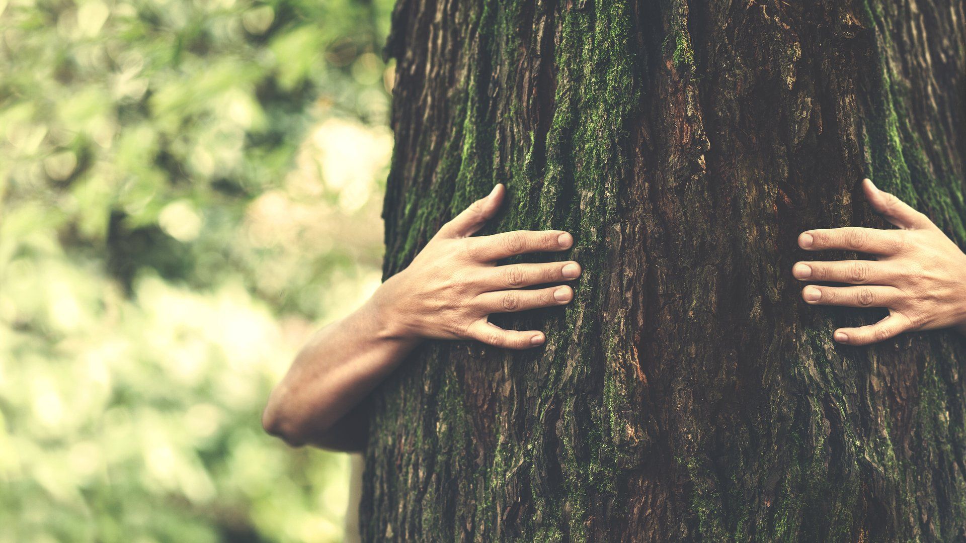 Tree Health in Palo Alto, CA | Larios Tree Service