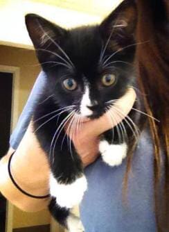 Black and White Cat — Animal Clinic in Mobile, AL