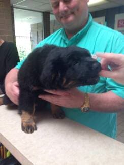 Small Puppy — Animal Clinic in Mobile, AL
