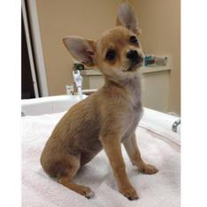 Chihuahua — Animal Clinic in Mobile, AL