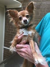 Mixed Breed Chihuahua — Animal Clinic in Mobile, AL