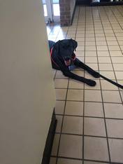 Black Dog with Harness — Animal Clinic in Mobile, AL