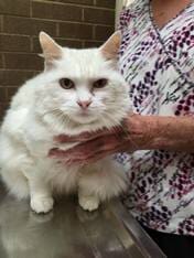 White Cat — Animal Clinic in Mobile, AL