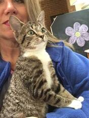 Cute Cat— Animal Clinic in Mobile, AL