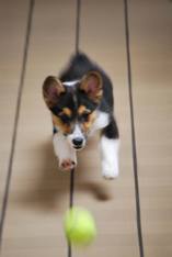 Dog Playing Ball — Animal Clinic in Mobile, AL